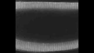 How one becomes 6000 cellularisation in Drosophila embryo [upl. by Romina]