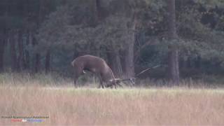 Edelhert Bronstijd 2019 Edelhert met hindes  Veluwe movie Red Deer Rut Season [upl. by Wojak]