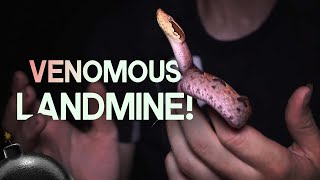 VENOMOUS LANDMINE  MALAYAN PIT VIPER [upl. by Phiona]