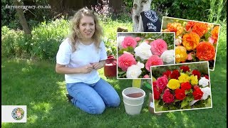 How to plant Begonias cormstubers  FarmerGracycouk [upl. by Jochebed]