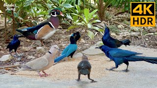 Cat TV for Cats to Watch 😺 Beautiful Wild Birds and Squirrels 🐿 8 Hours4K HDR [upl. by Eiramik]