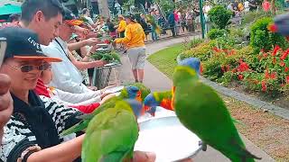 30092024 Currumbin Wildlife Sanctuary  lorikeet feeding [upl. by Floyd524]