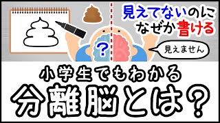 【右脳と左脳を切断】小学生でもわかる・分離脳とは何か？【科学・ざっくり解説】 [upl. by Olathe]