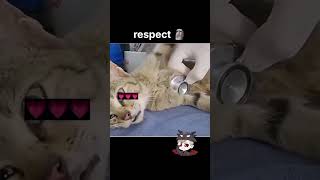 Baccha liya cat ko ♥️ catlovers cat catshorts viral trending [upl. by Scharff]