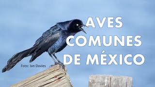 20 Aves Comunes de México CANTO VOZ y LLAMADOS [upl. by Indnahc463]