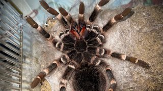 Tarantula breaks a FANG molting Acanthoscurria geniculata [upl. by Milla15]