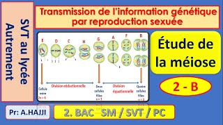 Etapes de la méiose transmission de linformation génétique par reproduction sexuée [upl. by Aribold87]