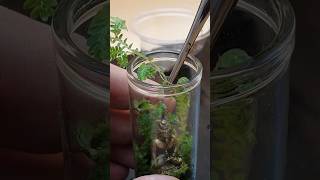 Making Terrarium With Buddha  Nano Terrarium  Moss Terrarium shorts [upl. by Naelopan398]