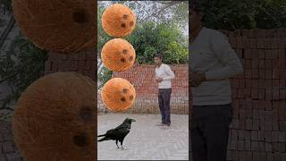 parrot pingen crow peacockshortsfeed vairalvideoshortsfeed shorts trending [upl. by Lessirg661]