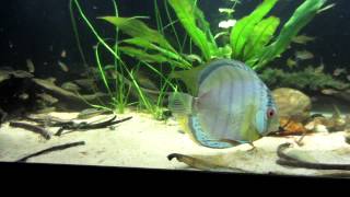 Royal Spotted Green Discus Putumayo and Blueface Heckel Discus Eating [upl. by Nitsa]