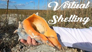 HUGEColorful Knobbed Whelk2 Giant Eastern Murex Shells found SHELLINGBEACH EXPLORING [upl. by Ycart]