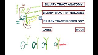 Biliary Tract Anatomy Cholelithiasis  Choledocholithiasis  Cholangitis  Jaundice  USMLE  MCQs [upl. by Yzdnil]