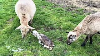 Katahdin sheep has triplets Birthing video  lambing [upl. by Sakmar]