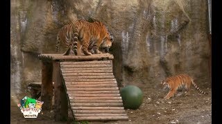 Copiii din tabără lui nea Mărin merg la Grădina Zoologică din Brașov [upl. by Iidnarb]