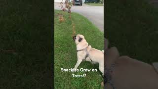 Pug Puppy Finds Snackies on Tree [upl. by Nnaylime]