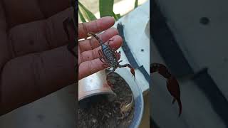 H Longimanus scorpion animal insects spider anime nature pet [upl. by Boy]