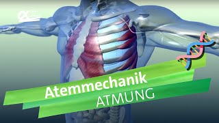 Atemmechanik Was passiert bei der Atmung  einfach erklärt  alpha Lernen erklärt Biologie [upl. by Nolita228]