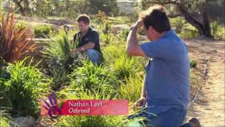 Creating a Low Maintenance Drought Tolerant Garden  Lomandra Dianella and Phormium [upl. by Sidnal93]