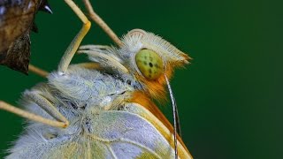 Argynnis paphia  Dostojka malinowiec  Kaisermantel [upl. by Nael]