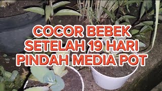 Cocor bebek 19 hari pindah pot [upl. by Tessil]