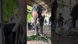 kolakkadan ganapathy😍 kolakkadan ganapathykeralaelephant viralvideo [upl. by Marcelline210]