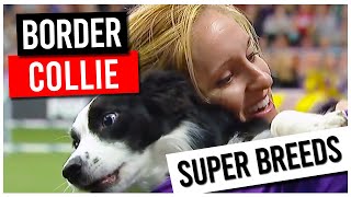 Super Dogs  the Border Collie [upl. by Bradwell]