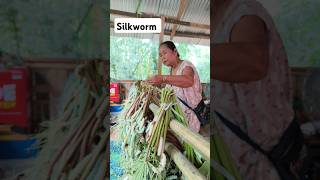 Silkworm Cultivation [upl. by Enelhtac]