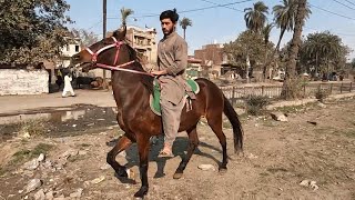 nakhrebaz rider horse for sale new video [upl. by Iclek]