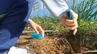 Planting Watercress From Kitchen Scrap [upl. by Lenny]