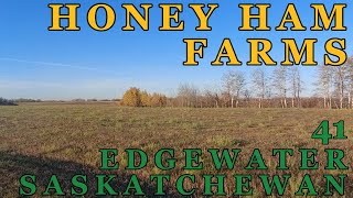 We start the Mega Wheat Harvest on Honey Ham Farms 41  Year 3  FS22  Farming Simulator 22 [upl. by Lledal]