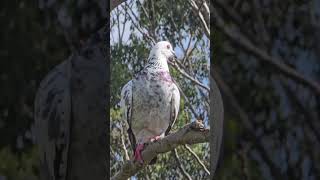 La paloma blanca y gris Campbelltown Australia [upl. by Ikilisav]