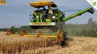 Wheat Harvesting season started northern india  Come To Village [upl. by Ludlew158]