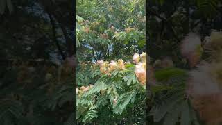 Beautiful Mimosa tree in Backyard [upl. by Sexton984]