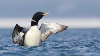 Through the Lens Yellowbilled Loon [upl. by Enneirda]