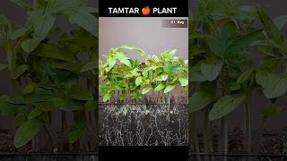 ऐसे तैयार होता हे टमाटर।। 25 Days Tomato Timelapse 🍎☘️ timelapse entertainment shorts tomato [upl. by Hunley34]