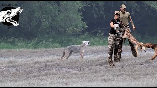 Coyote Screaming Mad At Dog  Coyote Hunting With Decoy Dog [upl. by Trutko798]