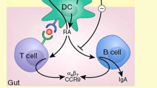 Vu H Nguyen MD a Damon Runyon Scientist [upl. by Brear]