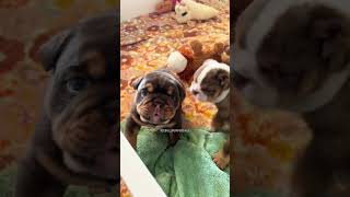 Gorgeous Puppy Dogs To Make Your Day Better Episode 399 shorts cutedogs puppy dogsoftiktok [upl. by Enneibaf622]