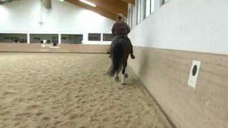 Katrin Bettenworth Medium Level Dressage Training [upl. by Notnirt]