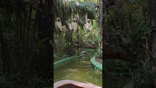 Hanging monkeys in theme park in Thailand shorts thailand monkey themepark wildlife [upl. by Ettezil]