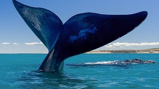 LAS BALLENAS DATOS IMPORTANTES [upl. by Cheria]