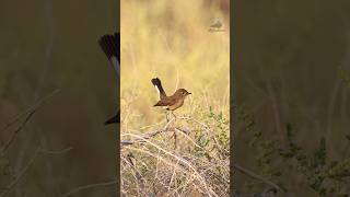 صائد الذباب احمر الصدرRedbreasted flycatcherflycatcher birds [upl. by Notfilc976]