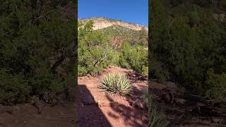 29Sept2024  Birdsong at Jemez Valley New Mexico [upl. by Ecirtal795]