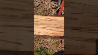 AmbrosiaWormy Maple 35x6” in 60 seconds 🇨🇦likeandsubscribe [upl. by Toh]