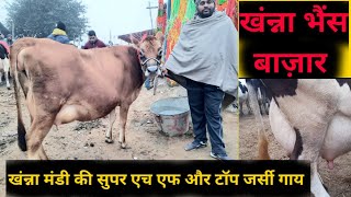 पशु मंडी खंन्ना 812024खंन्ना मंडी की सुपर एच एफ और टाॅप जर्सी गाय cow for sale jbs video [upl. by Adnahcir]