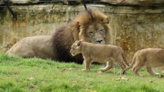 Sortie des lionceaux [upl. by Nenad223]