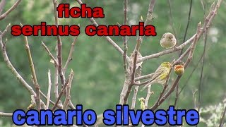 Canario silvestre ficha del serinus canaria [upl. by Yentrac]