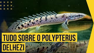 CONHEÇA O POLYPTERUS DELHEZI [upl. by Aelat426]