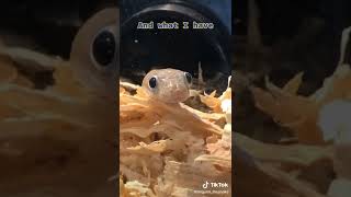 linguinithesnake  Animals Pets TikTok [upl. by Toh]