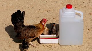 Como hacer bebedero casero para una gallina con pollitos [upl. by Notned360]